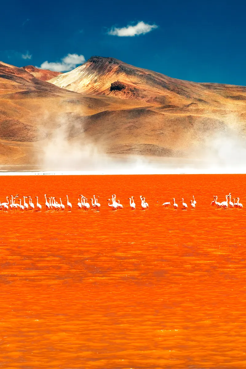 Flamingos on the red waters of Laguna Colorada, Bolivia