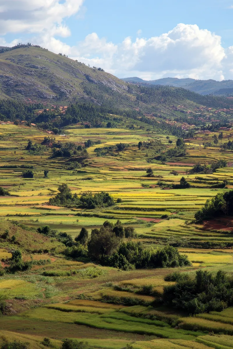 Rice terraces and red hills in the highlands near Antsirabe, Madagascar