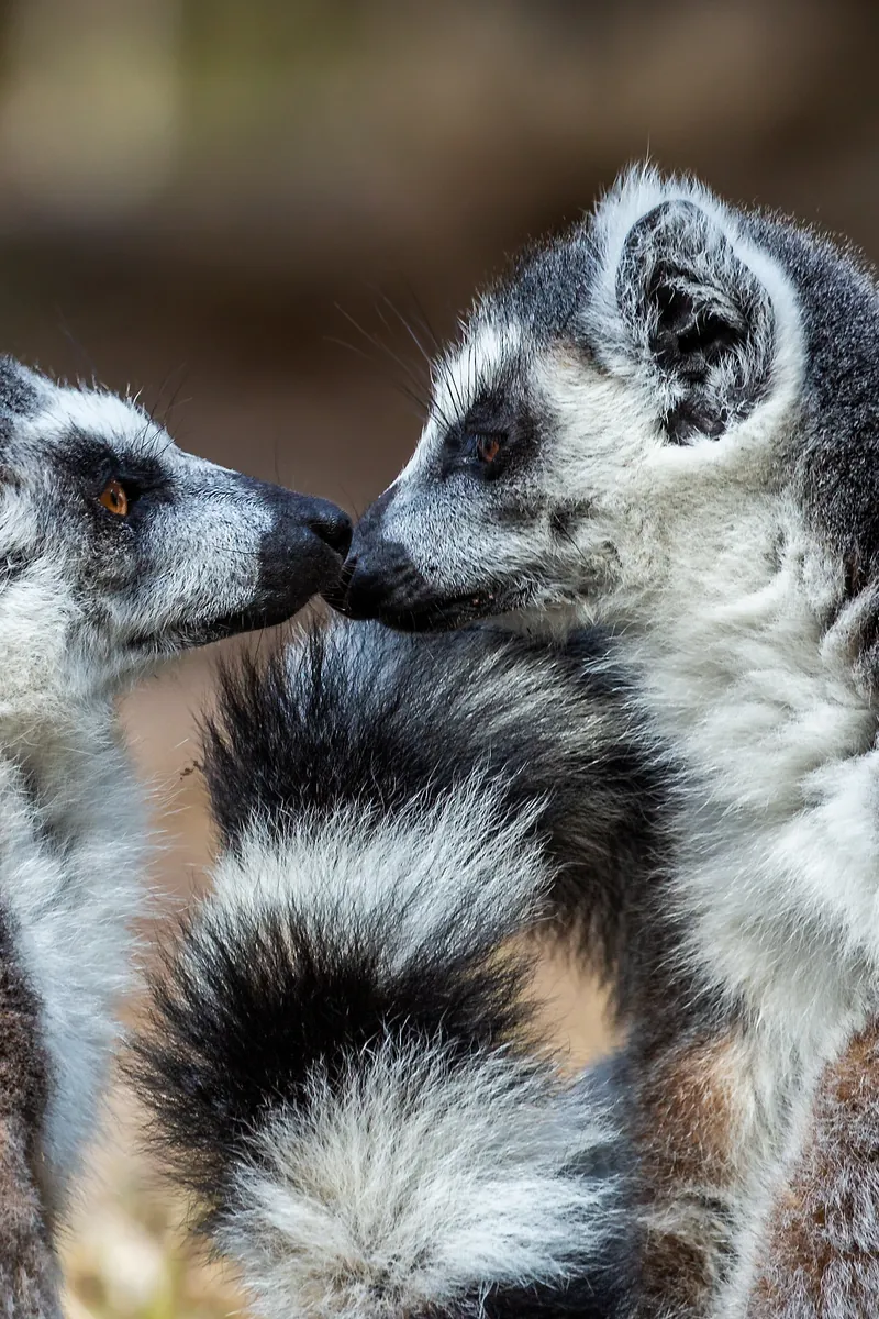 Two ring-tailed lemurs in Isalo National Park, Madagascar