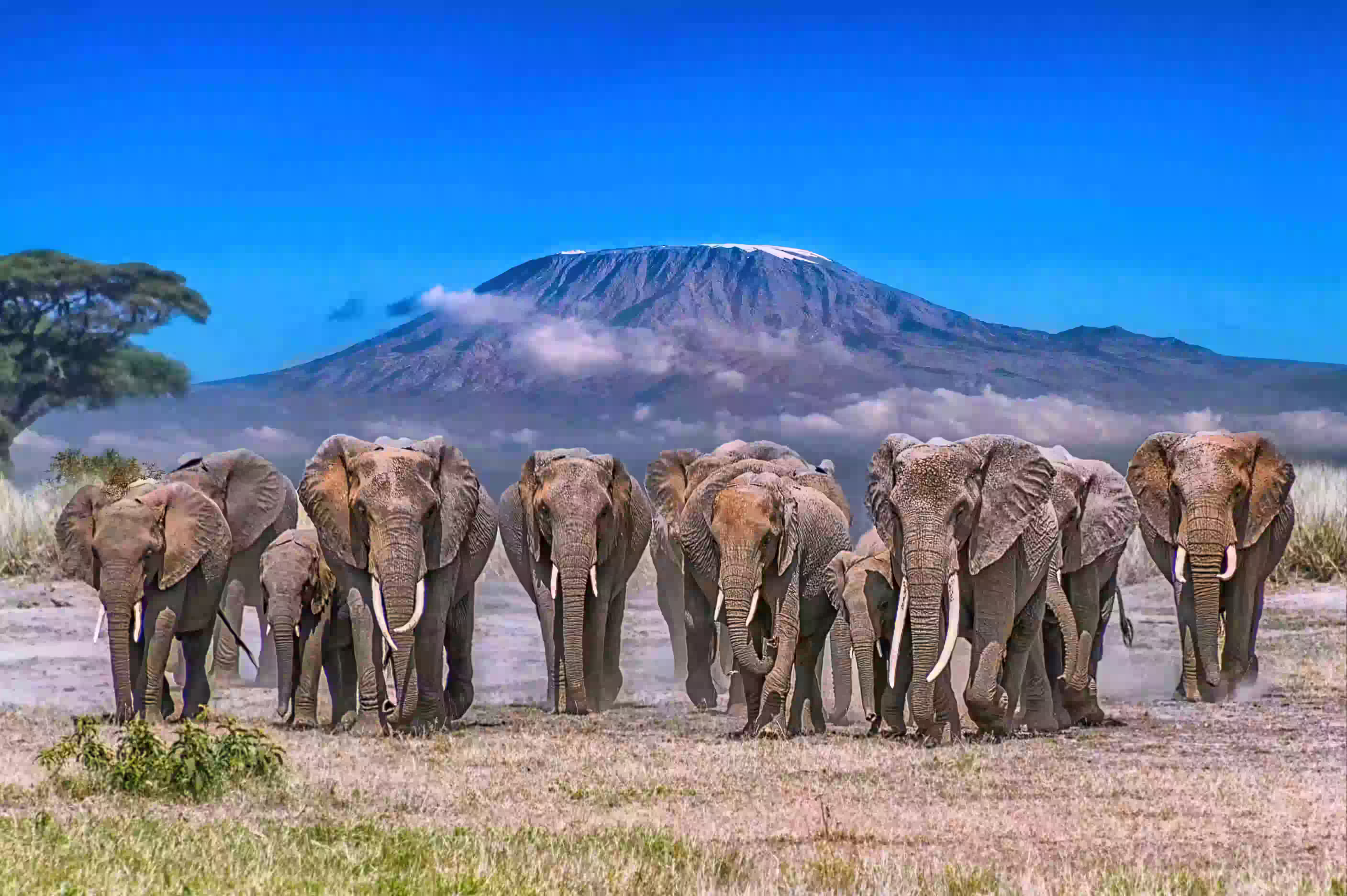 View of Mt Kilimanjaro from Amboseli National Park, Kenya