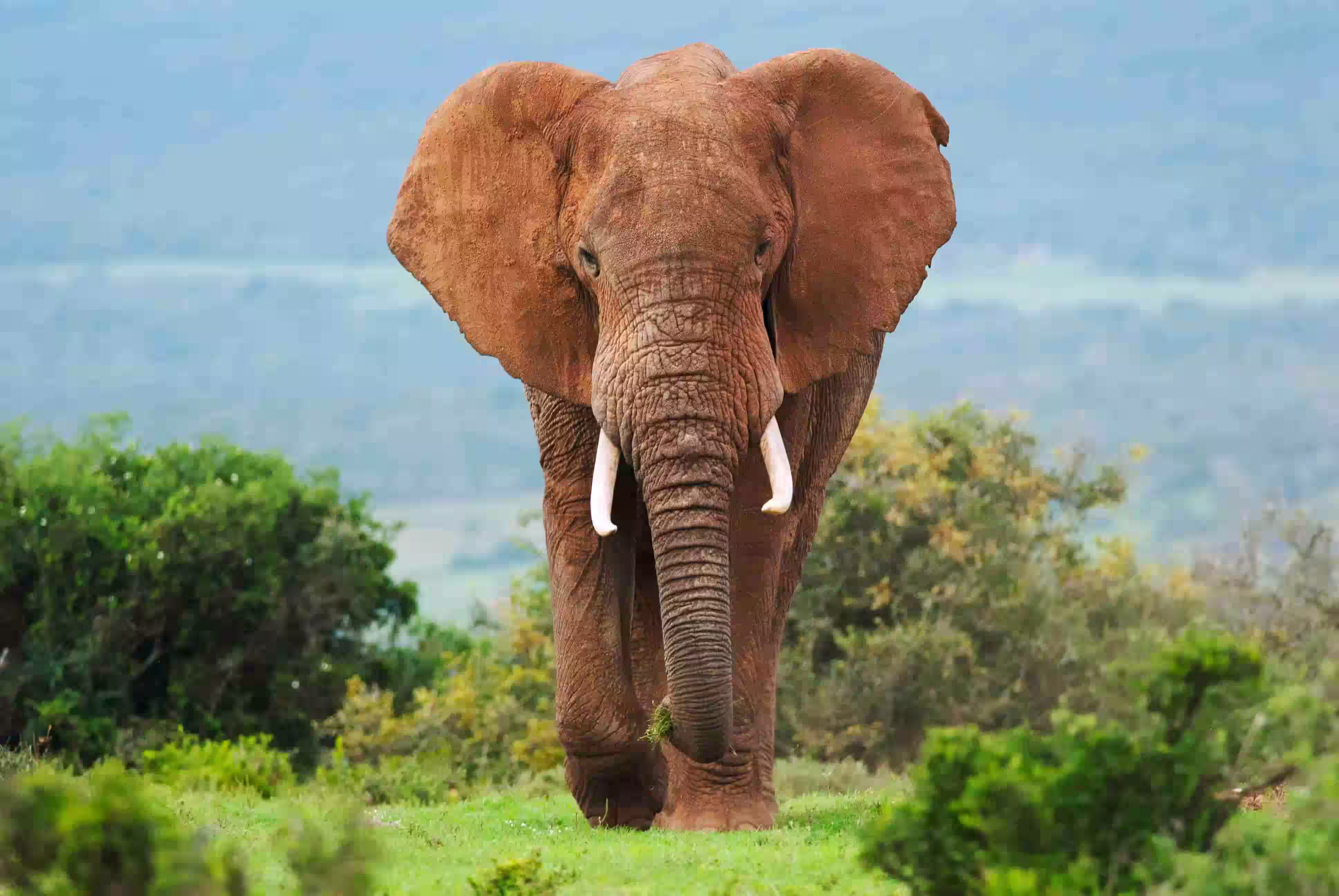 Elephant in maasai Mara national Reserve, Kenya