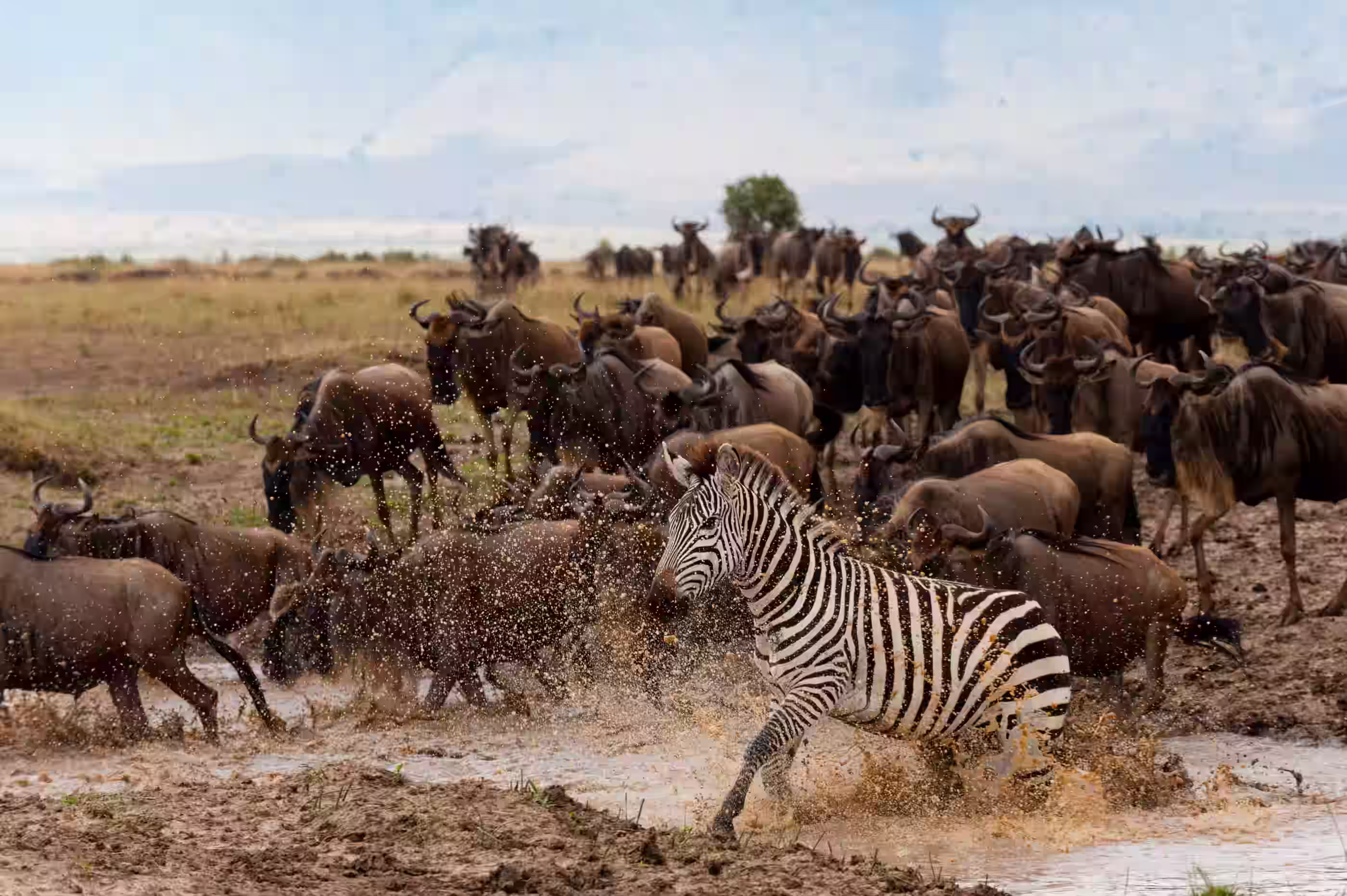 A zebra dashing through water amidst a herd of wildebeest in the Masai Mara.