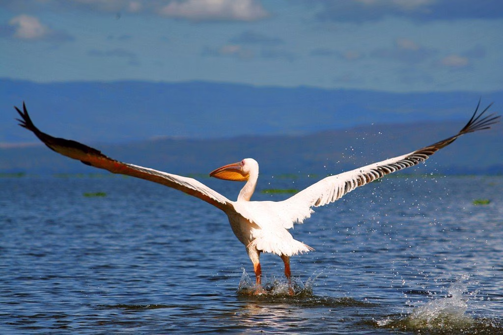 A pelican taking flight from Lake Naivasha at Lake Naivasha Sopa Lodge.
