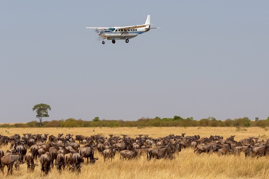 A herd of wildebeest grazing nearby as a plane passes overhead in Masai Mara.