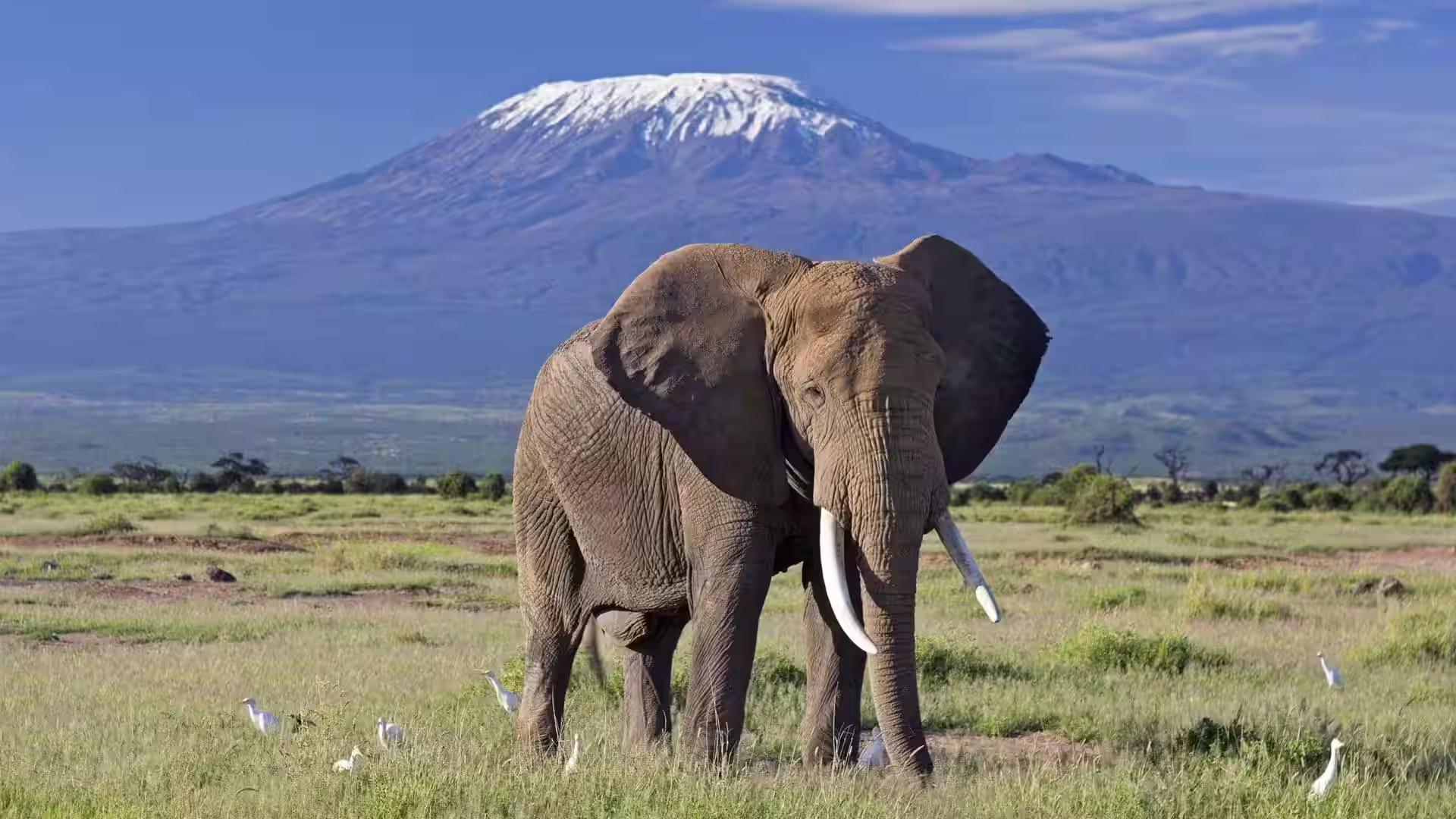 An elephant strolling at Amboseli with a backdrop of Mount Kilimanjaro.