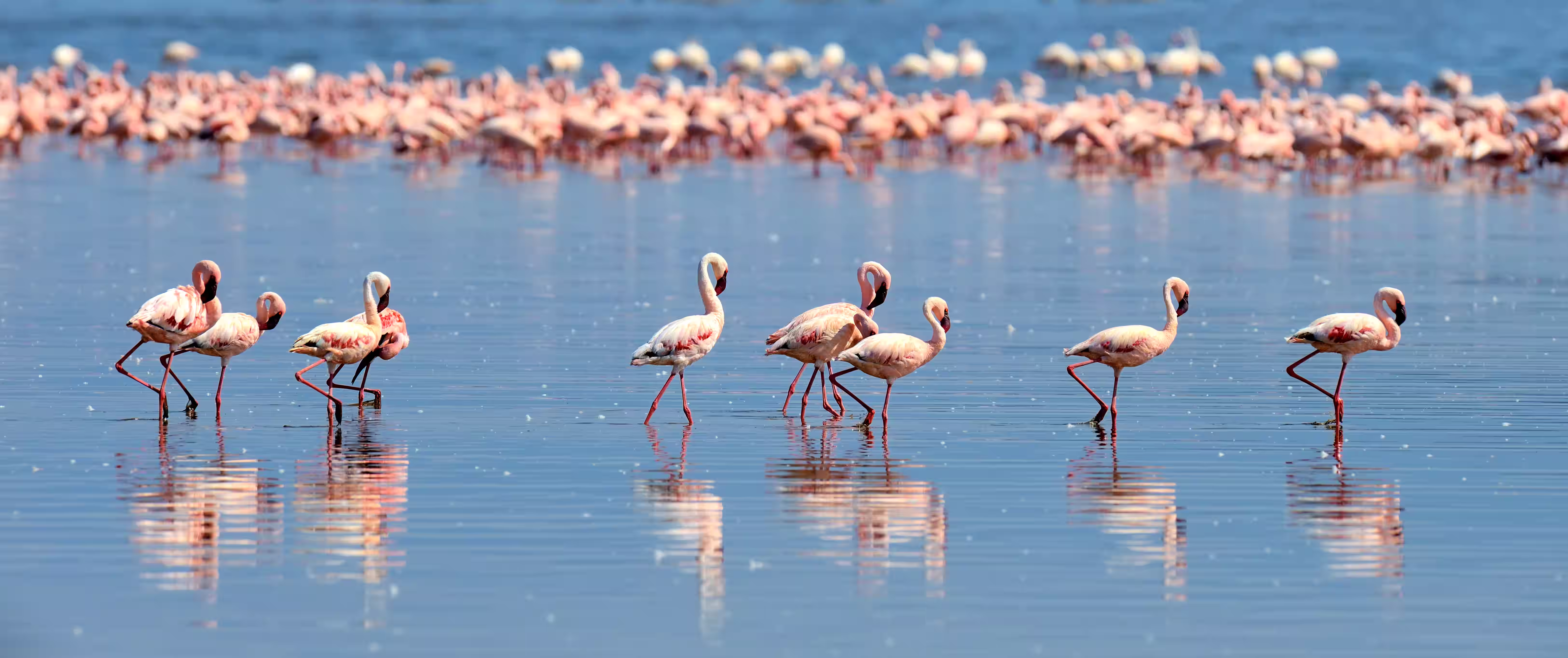A flock of pink flamingos shimmering at Lake Nakuru.