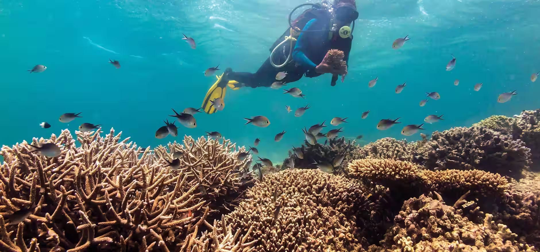 A scuba diver in the ocean collecting corals.