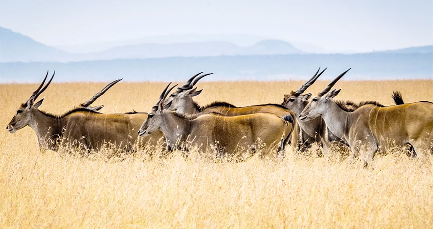 A herd of antelopes with long curved horns walking through tall dry grass in a savannah landscape.
