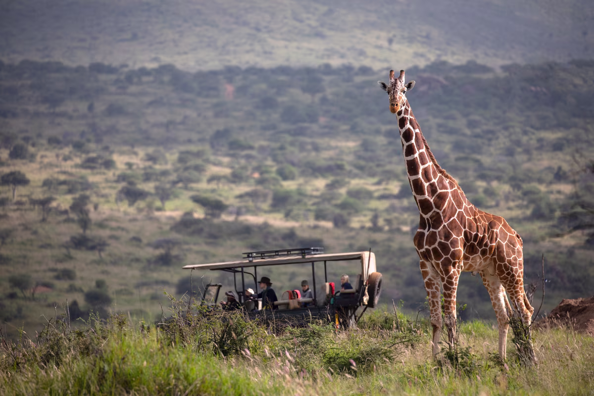 A giraffe standing on grassy land with a safari vehicle and tourists in the background in a wildlife reserve.