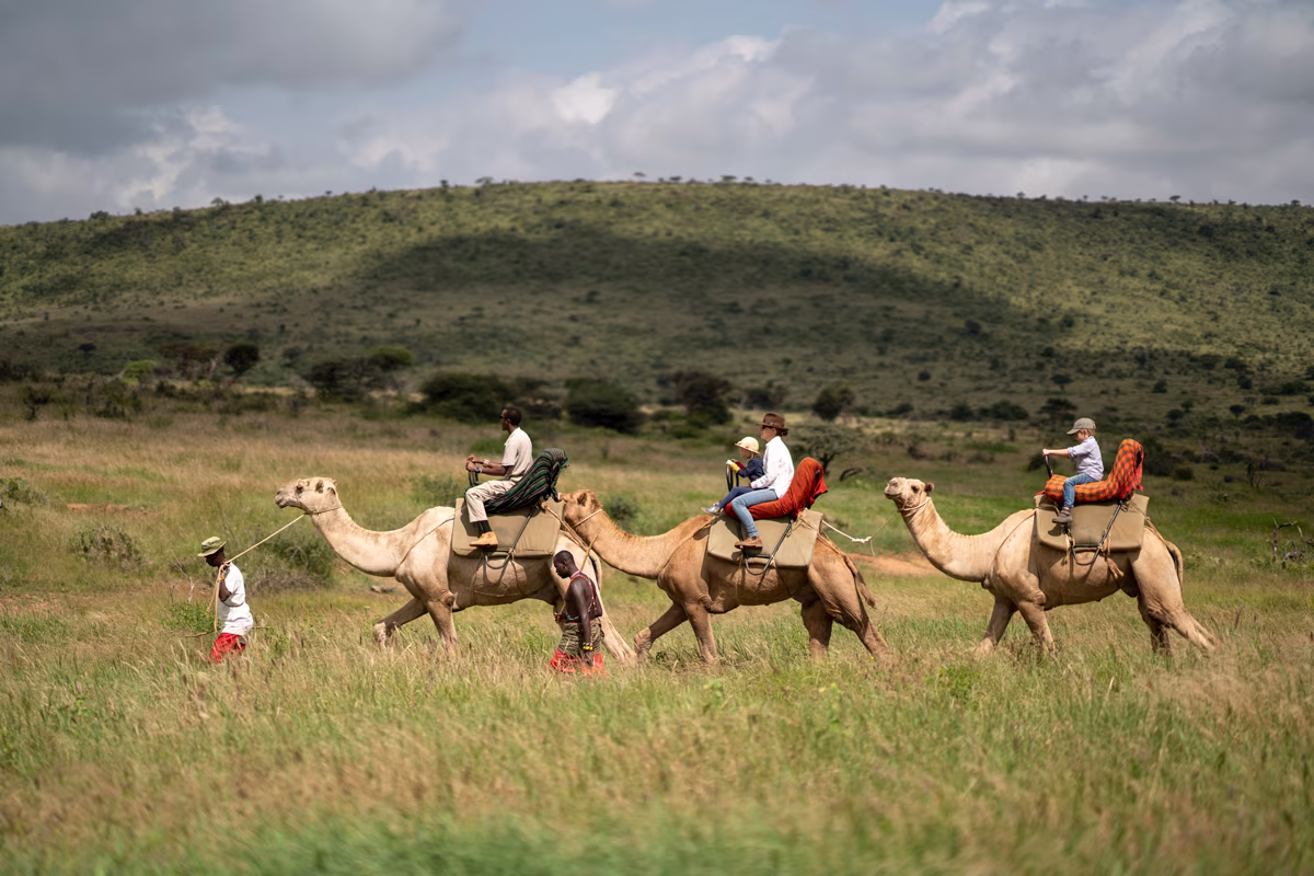 Three camels walking in a grassy savannah with riders and two guides leading them on foot under a partly cloudy sky.