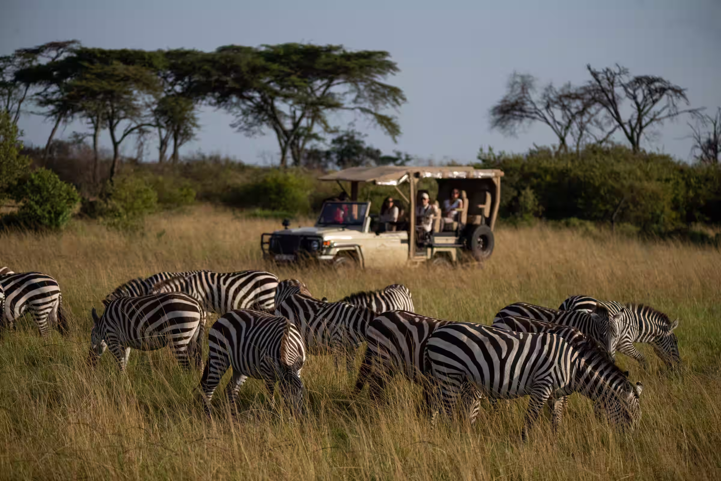 Group of zebras grazing in tall grass with a safari vehicle and tourists in the background under acacia trees.