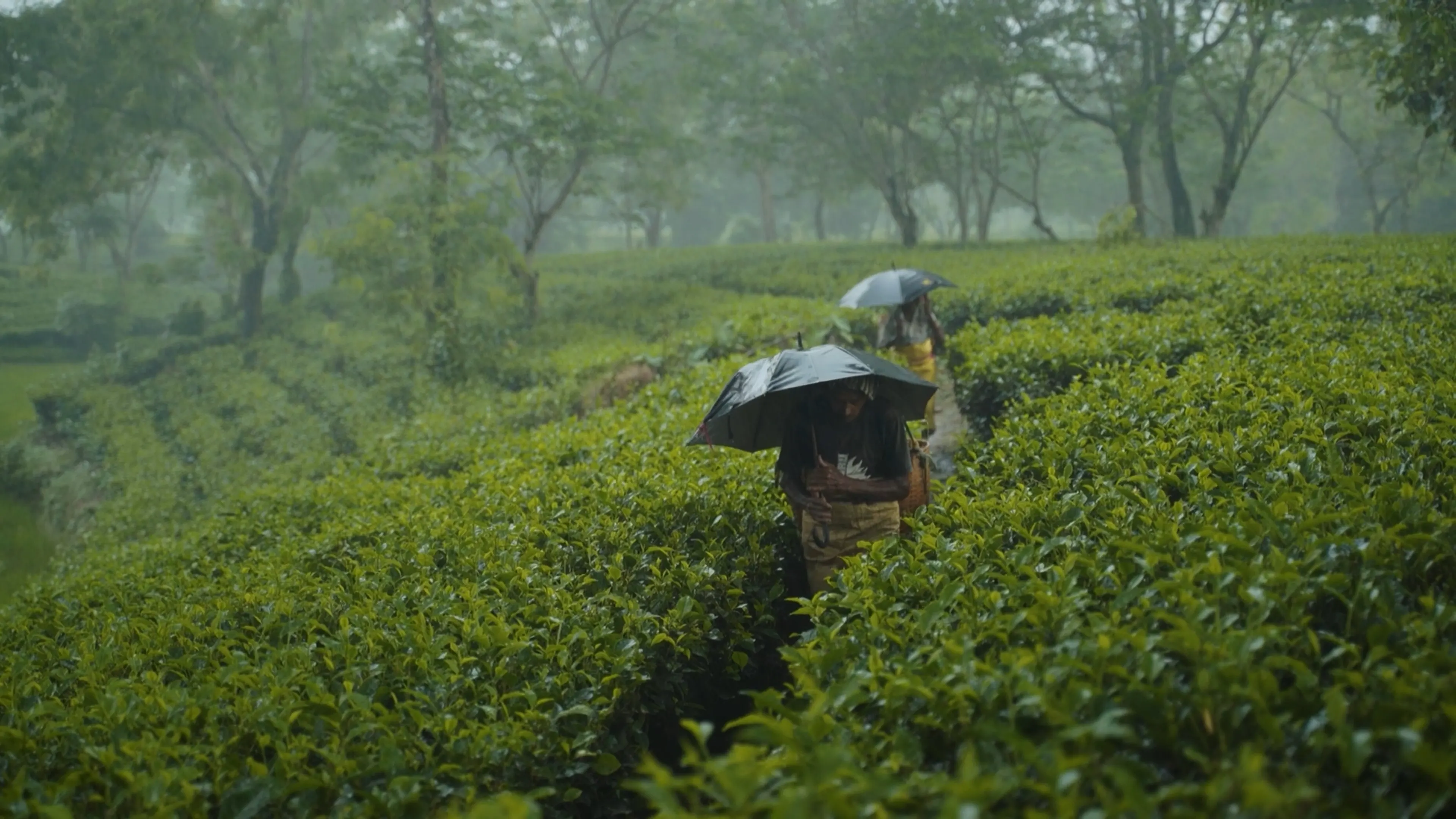 What Life Is Really Like For A Tea Plantation Worker In Assam