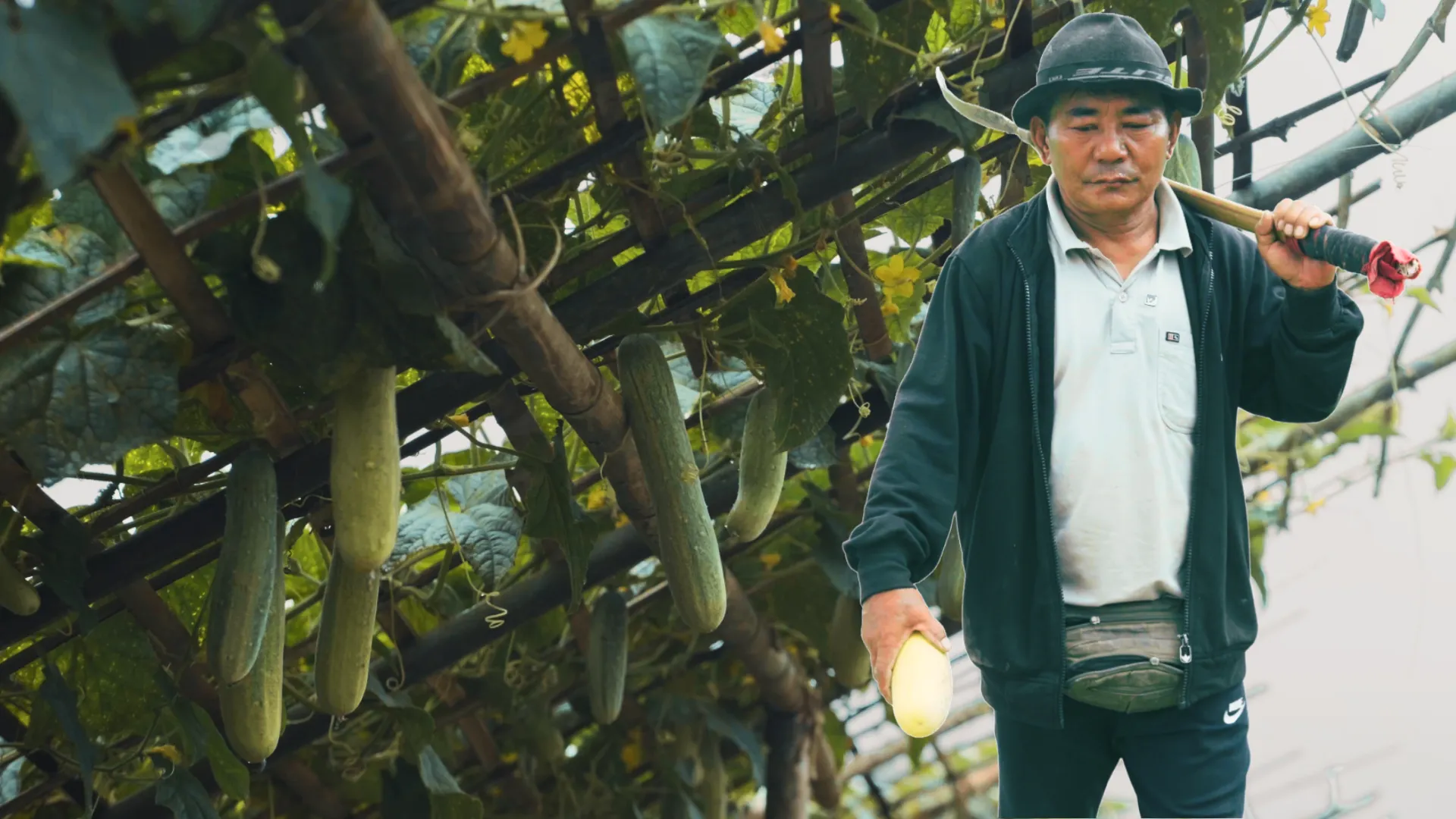 The Unusual Cucumber That Changed a Village in Nagaland