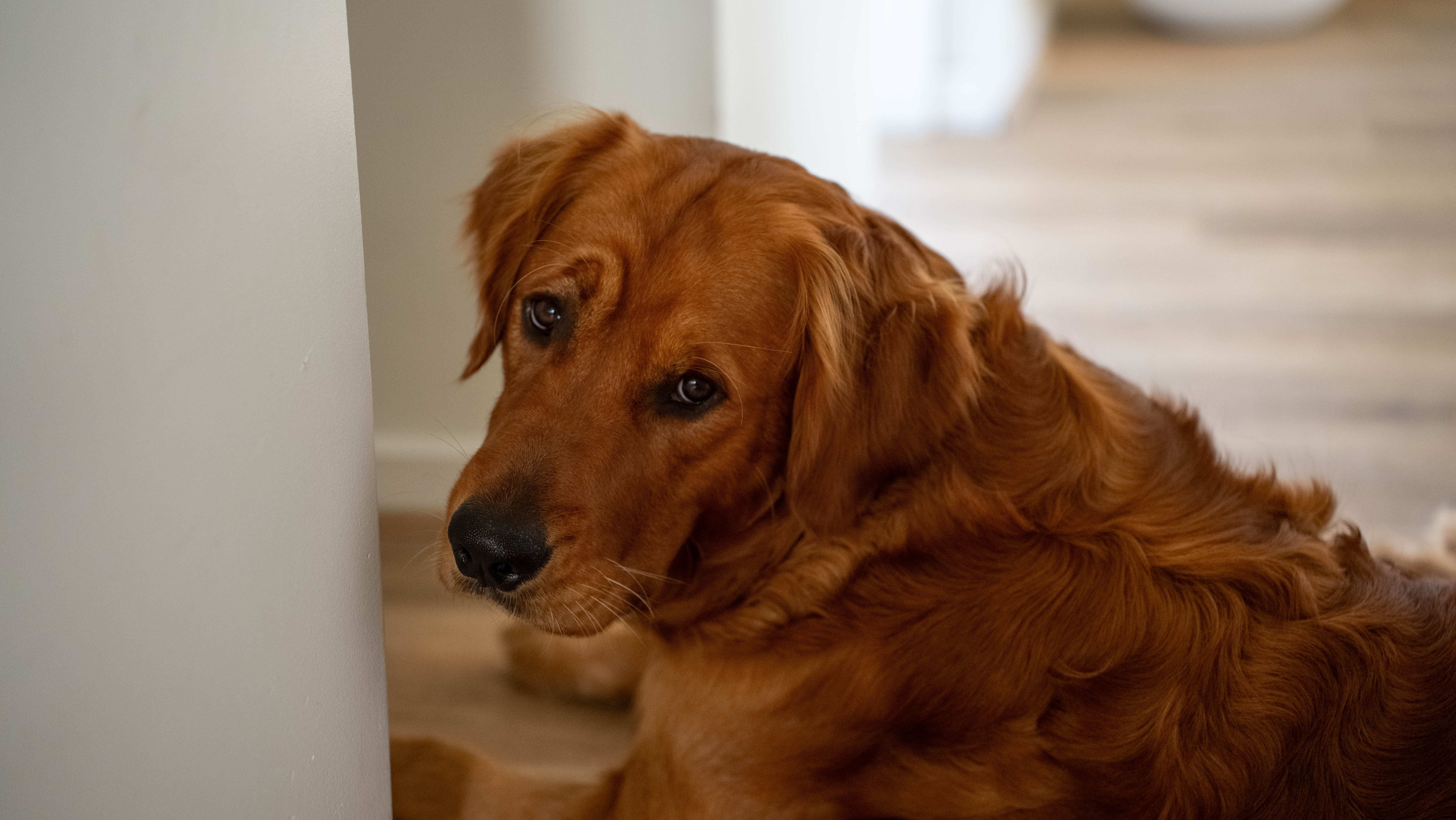 Murphy, a golden retriever, resting at home