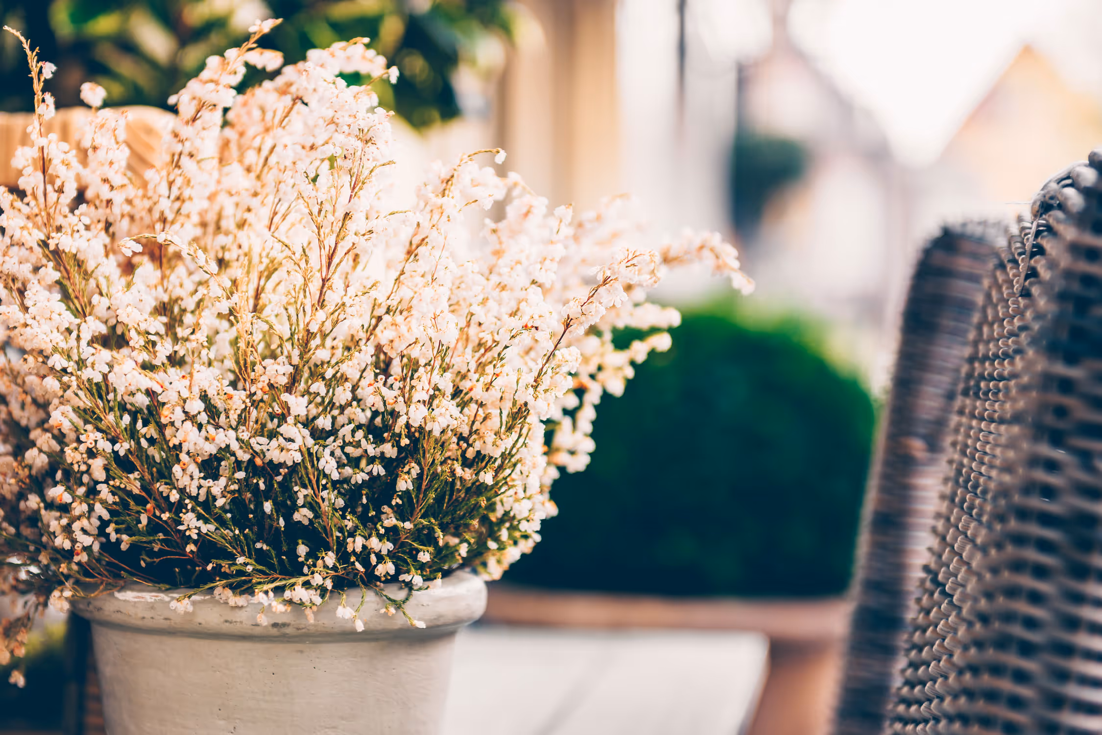 Boutique hotel exterior at Haggard Farm Almanac District Plano