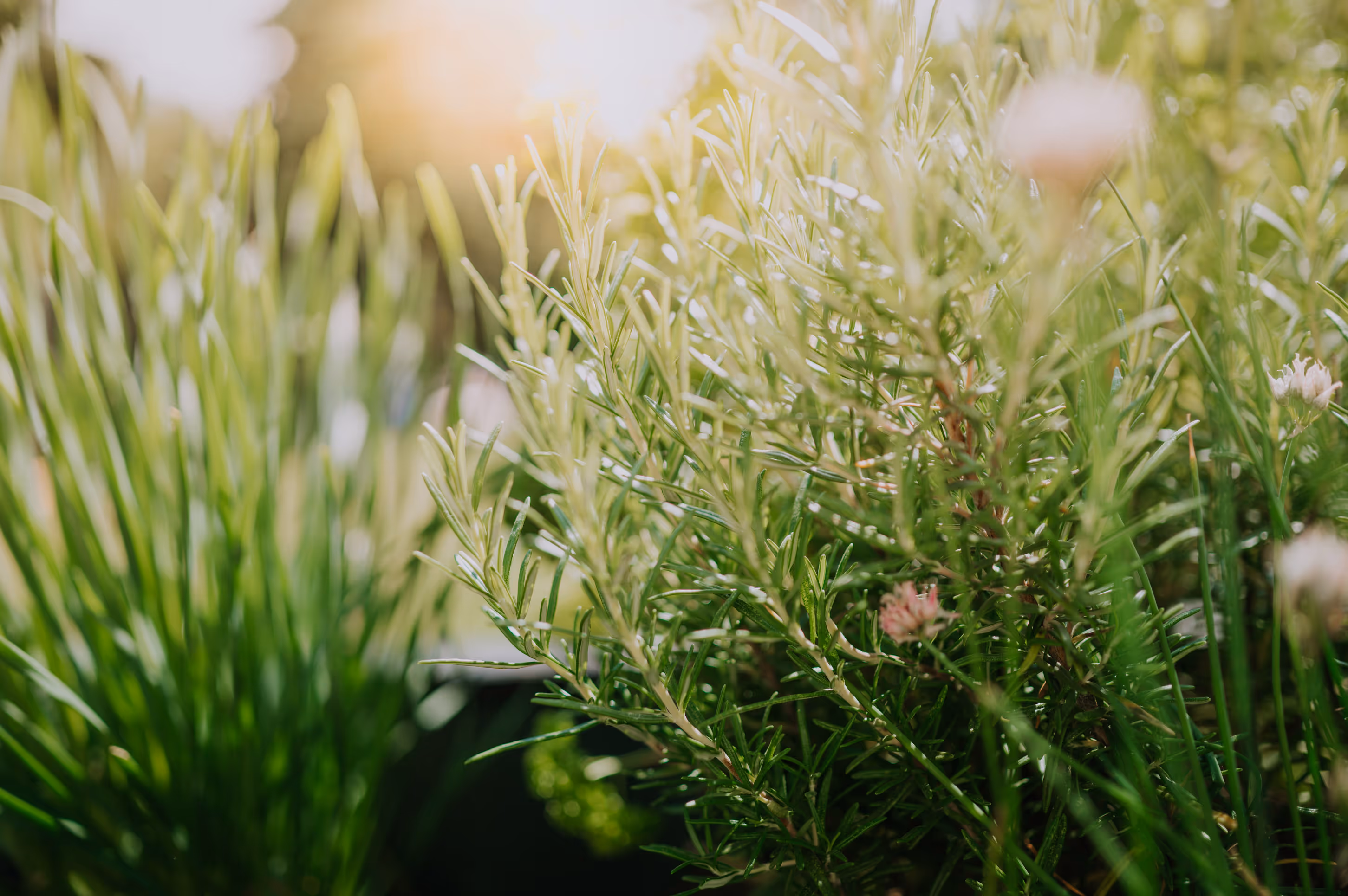 Trails and parks with native Texas prairie grasses at Haggard Farm