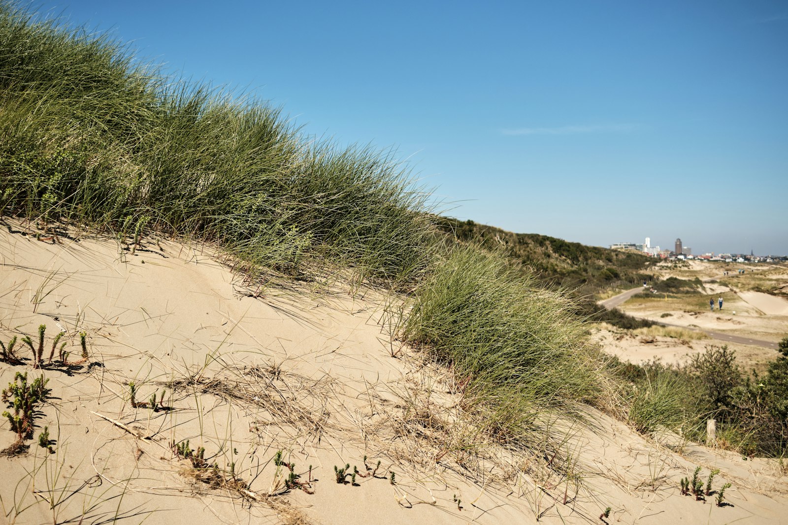 Dunes de Zandvoort couvertes d'oyats, avec la station balnéaire à l'horizon