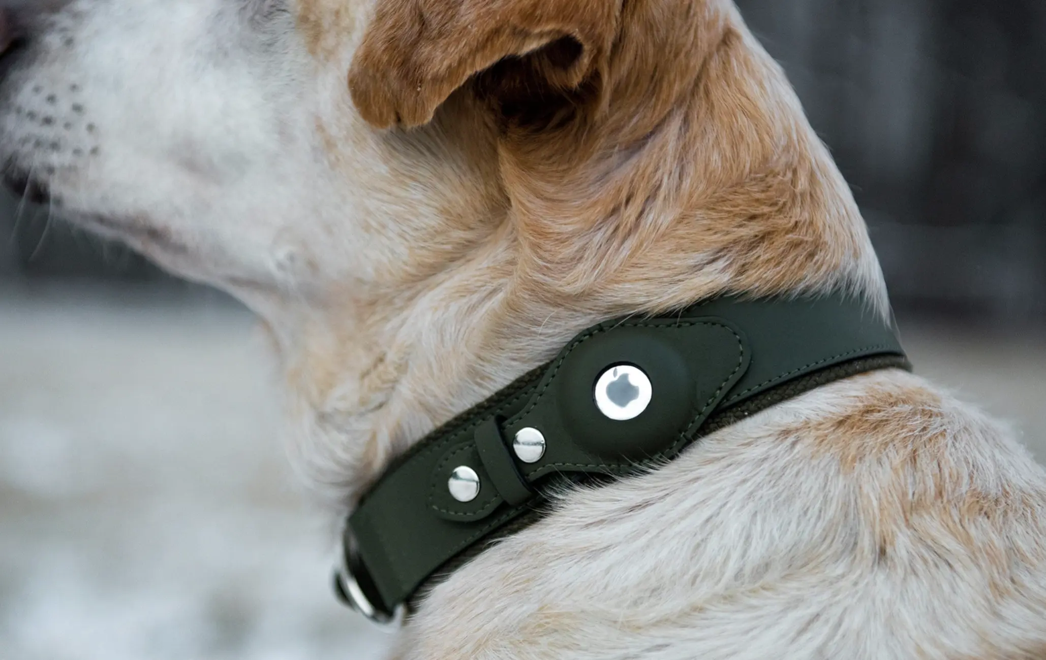New report shows why you shouldn’t use AirTags for tracking dogs