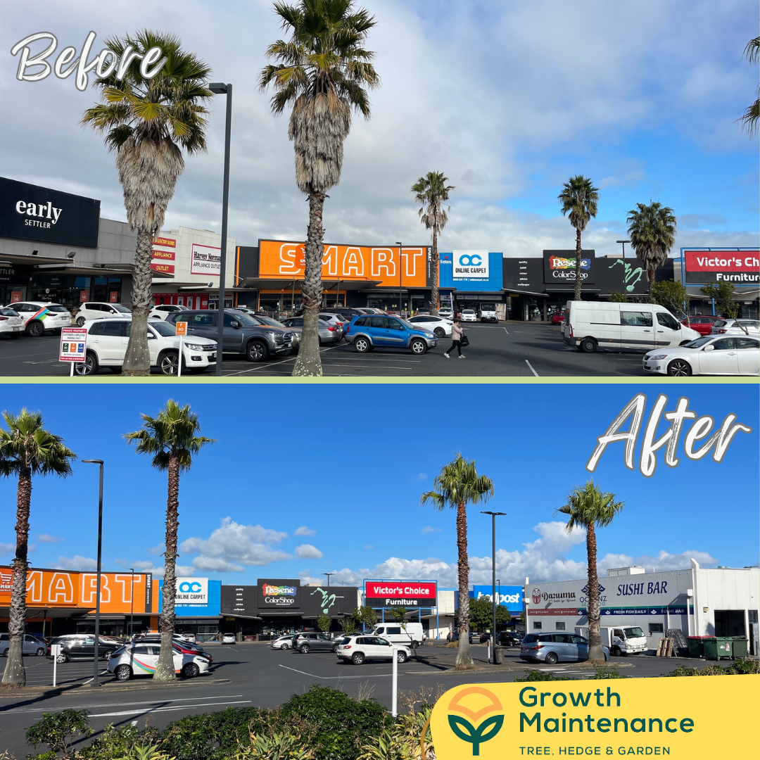 arborist auckland nz