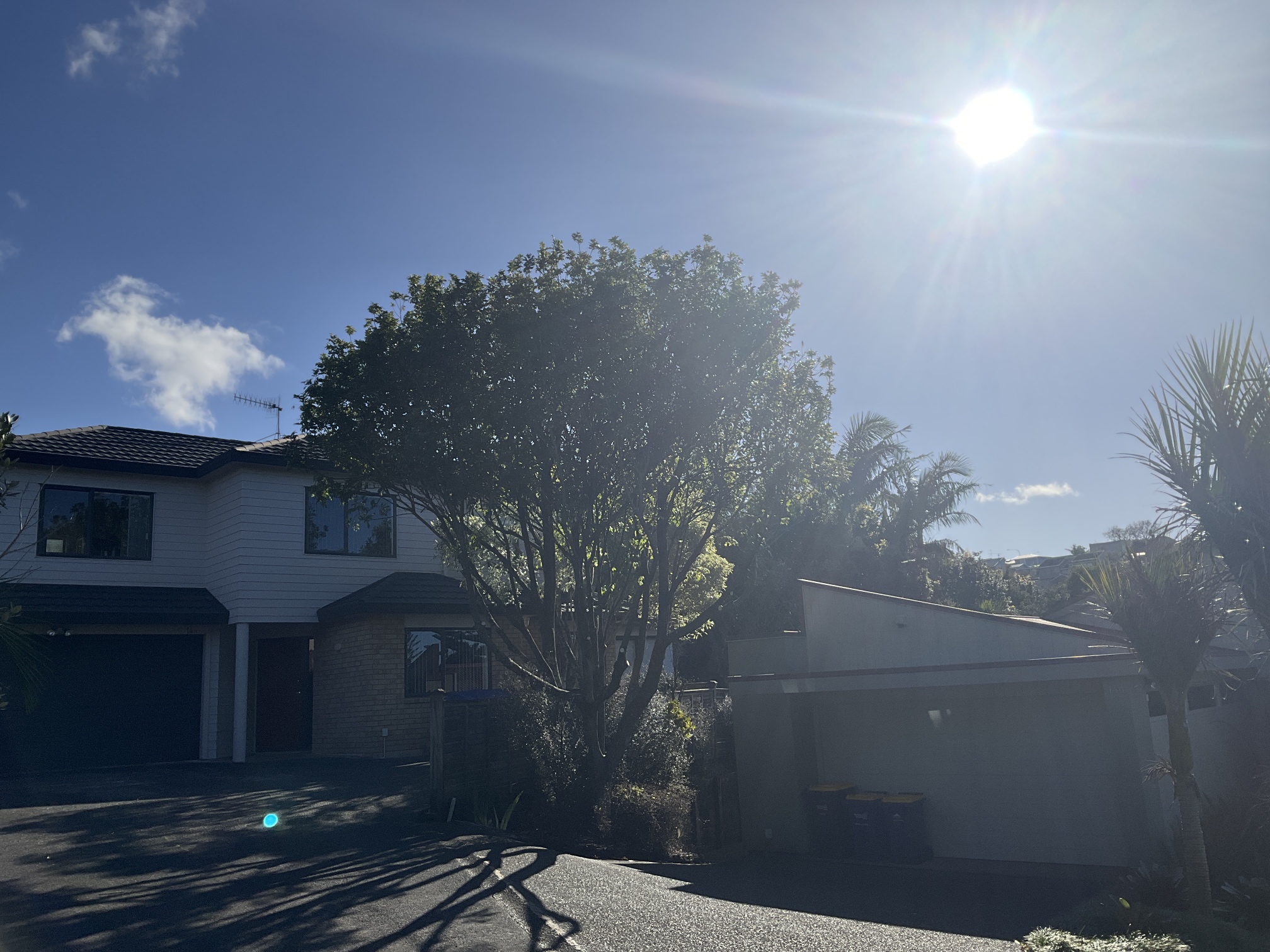 tree prunning services auckland