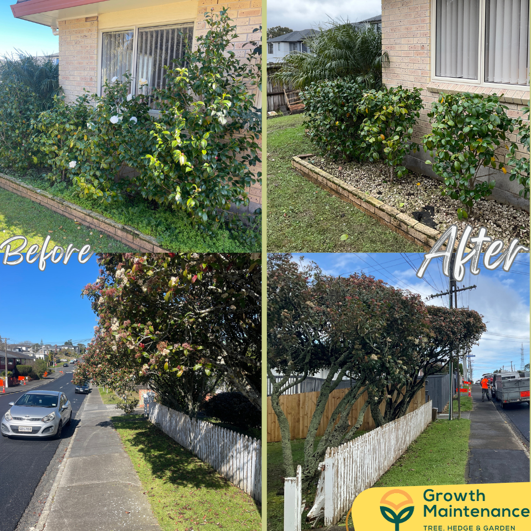 garden maintenance before and after shot