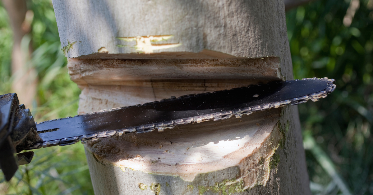 Types of Tree Felling Cuts