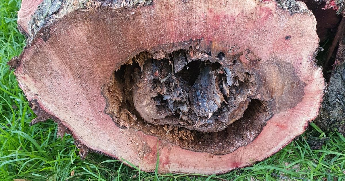 Common Reasons for Tree Removal in NZ