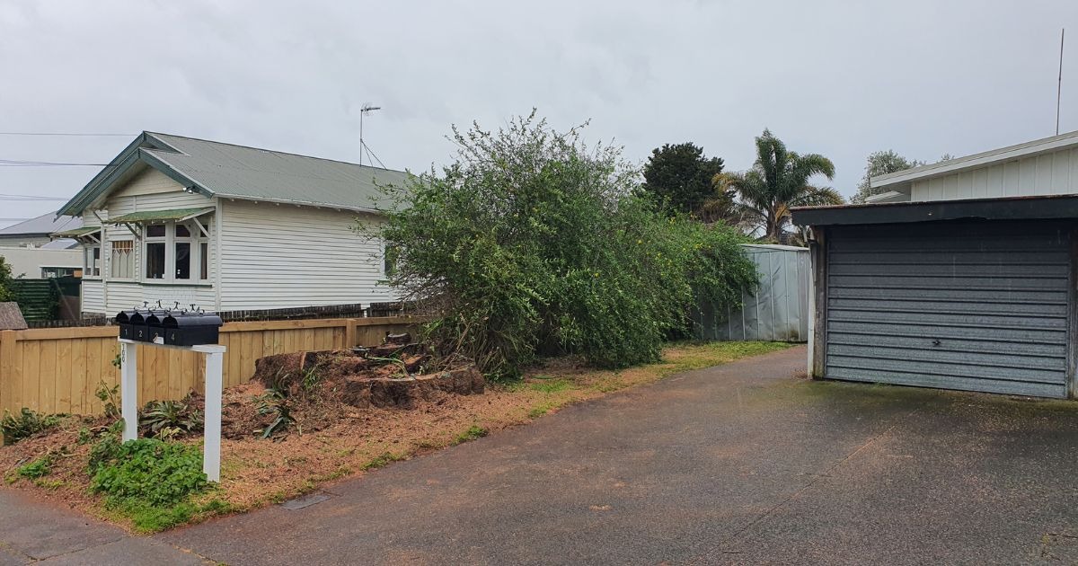 DIY Tree Removal vs Hiring Professionals