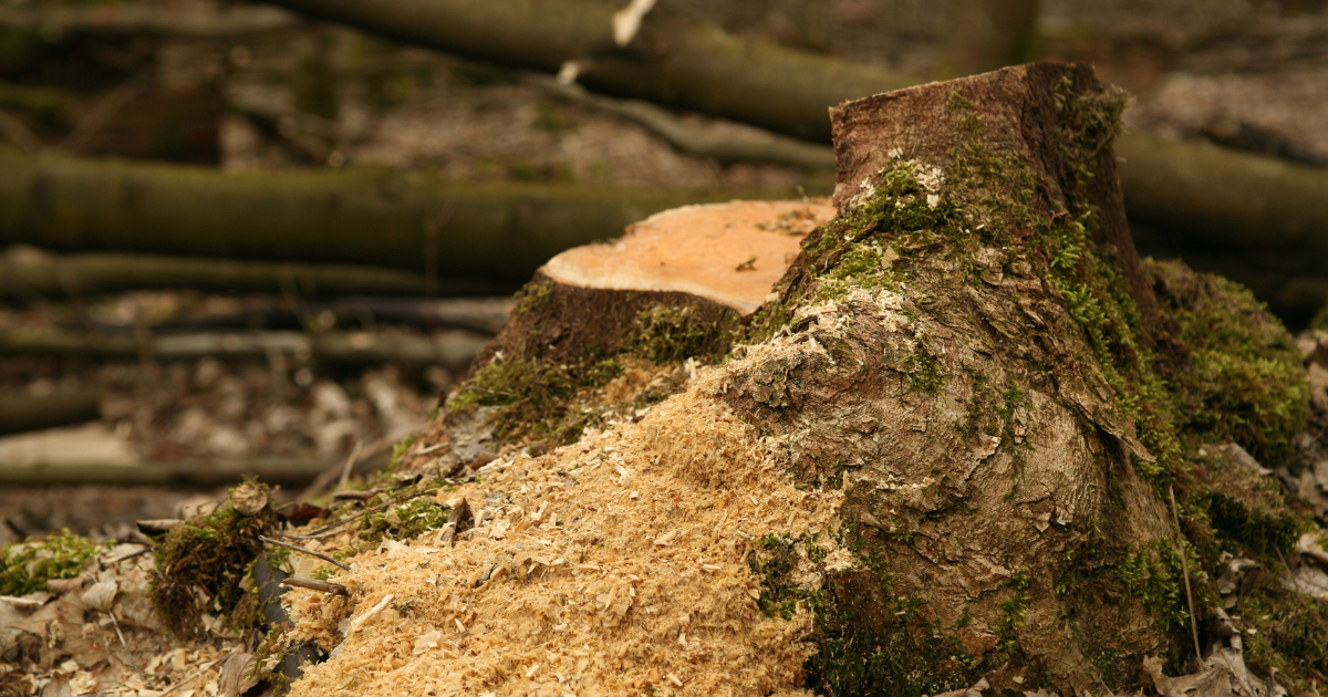 Tree Felling in Auckland