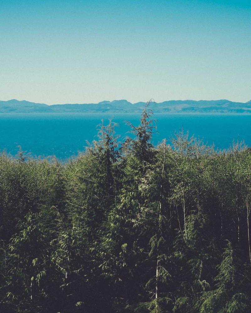 Forêt de sapin avec vue sur la mer