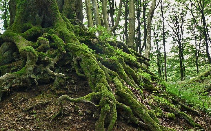 Base of a moss covered tree with roots covering the ground