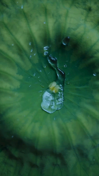 Tacha Leaf