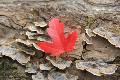 Photo of a single red maple leaf on a fungus-covered log