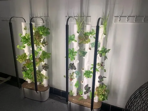 Indoor vertical hydroponic towers growing leafy greens under lights.