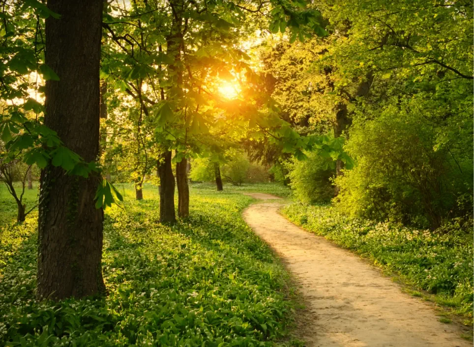 Serene dirt path winding through a vibrant green forest with sunlight filtering through trees, suggesting a calm and inviting nature walk at dawn.