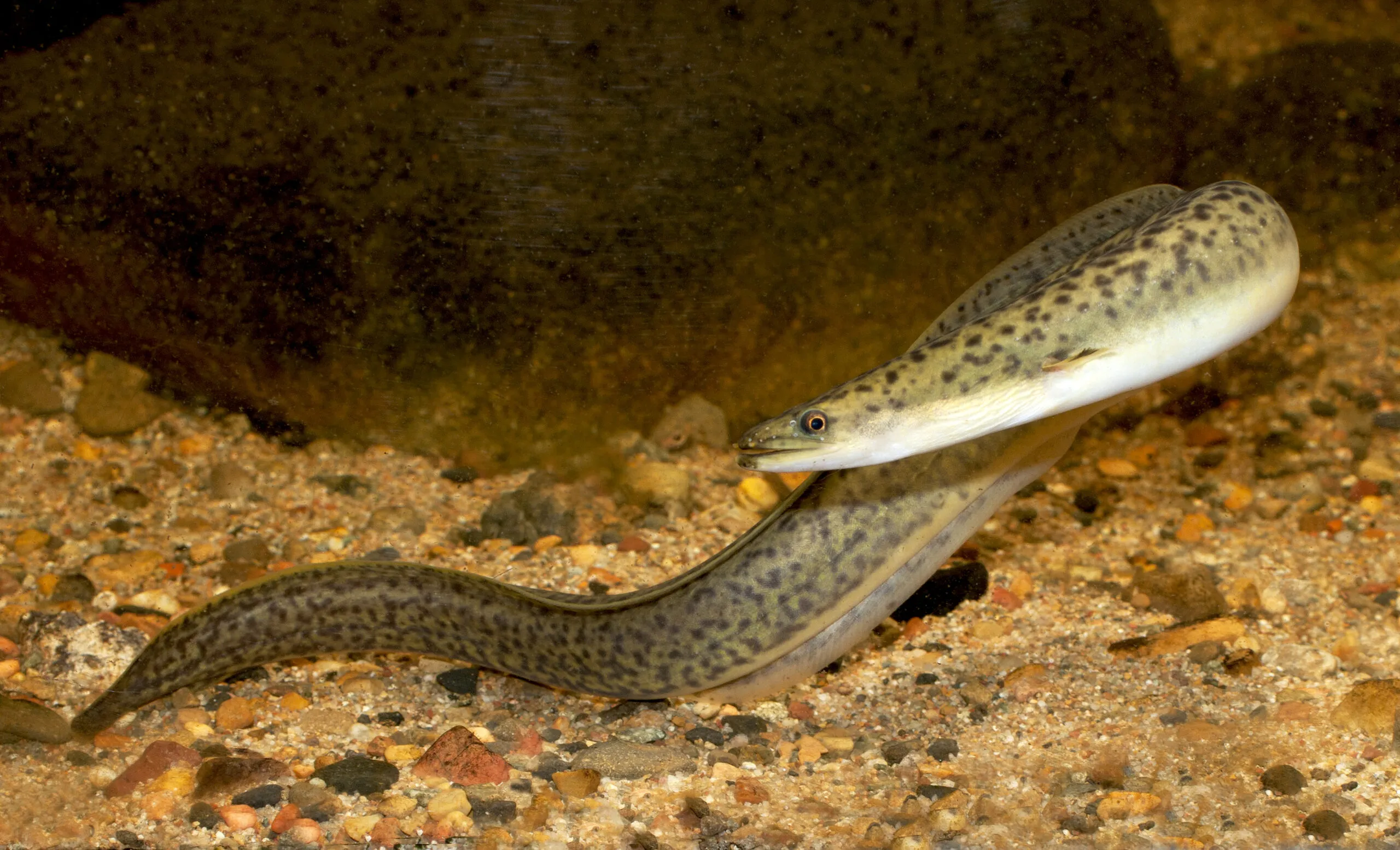 The Mystery Of Australia s Freshwater Eels The Mystery Of Australia s Freshwater Eels