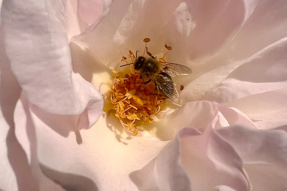Photo of bee on a flower