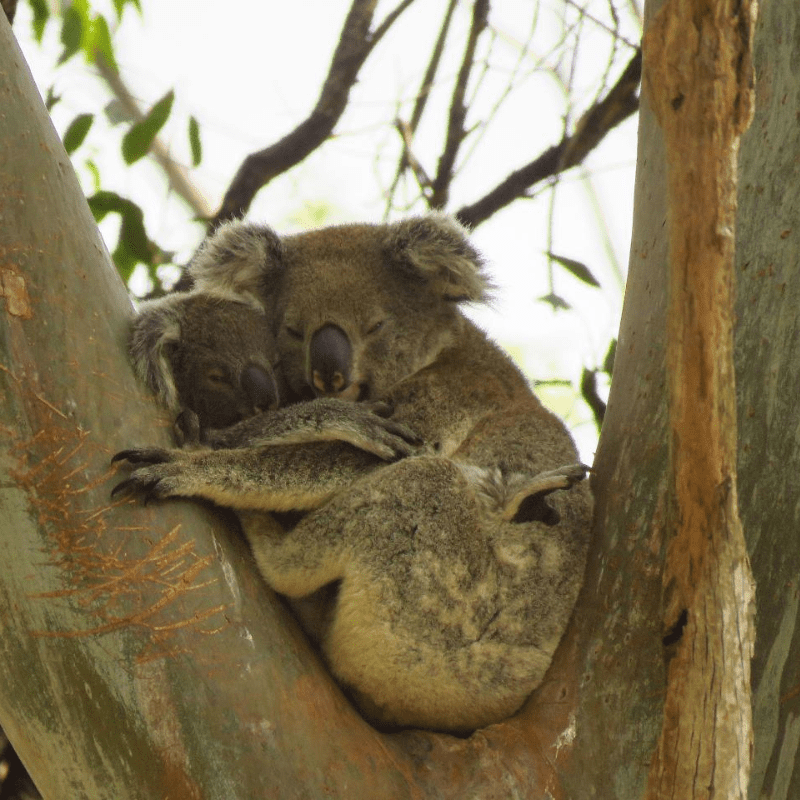 Koala tour