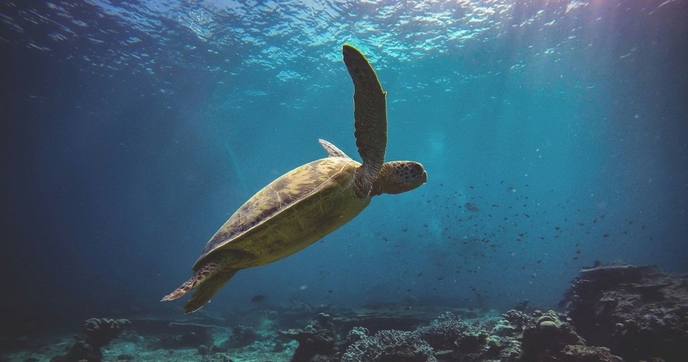 Byron Bay Dive Centre - Sea turtle workshop + Snorkelling