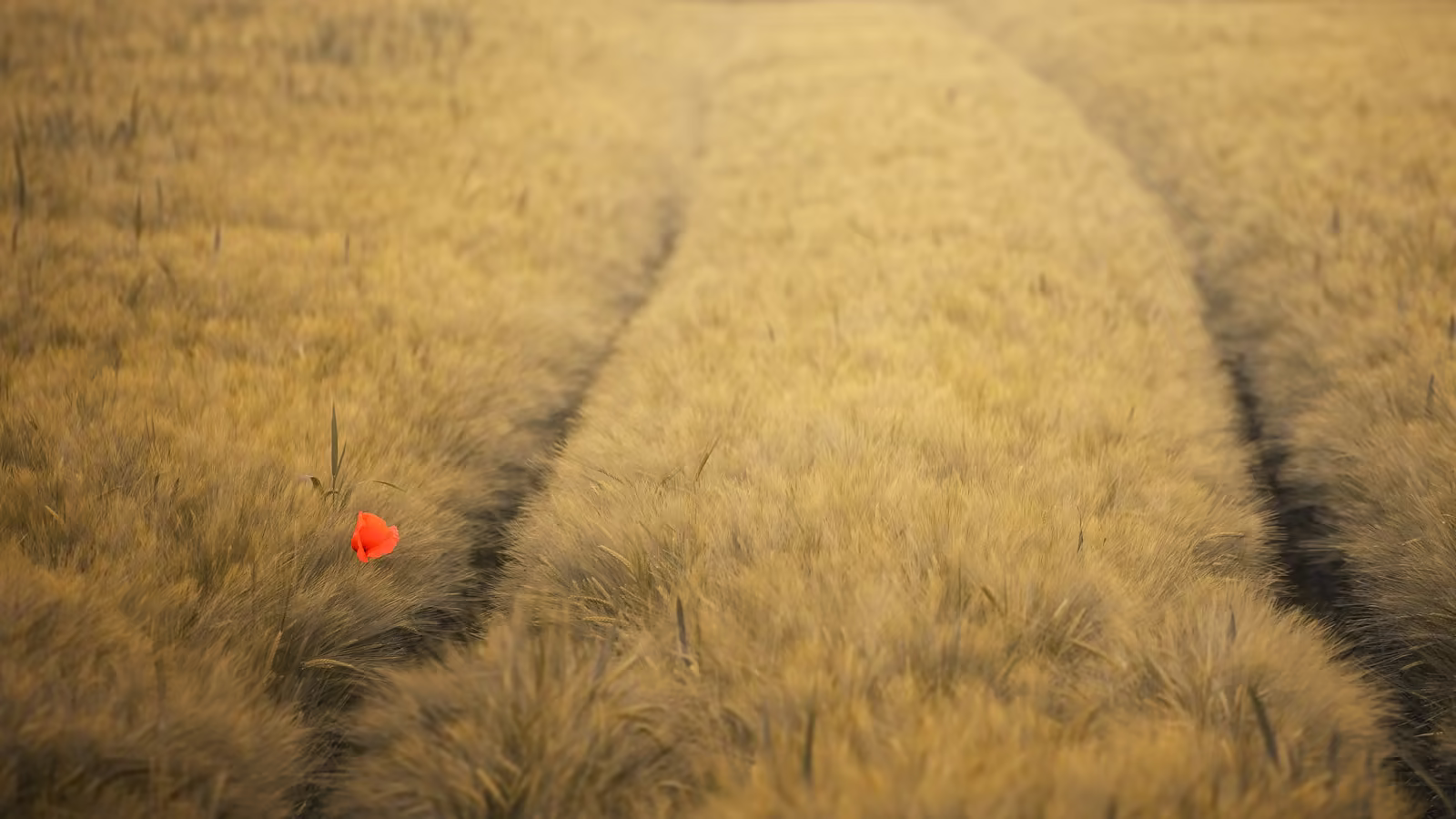 A simple experimental device installed in an open landscape