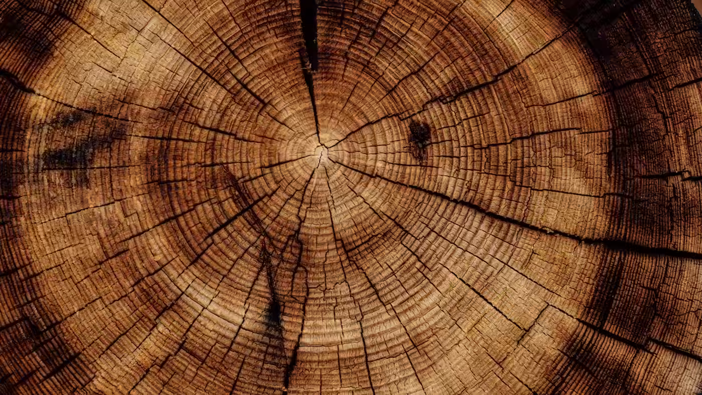 Des anneaux de croissance visibles dans le bois, métaphore des cohortes dans le temps