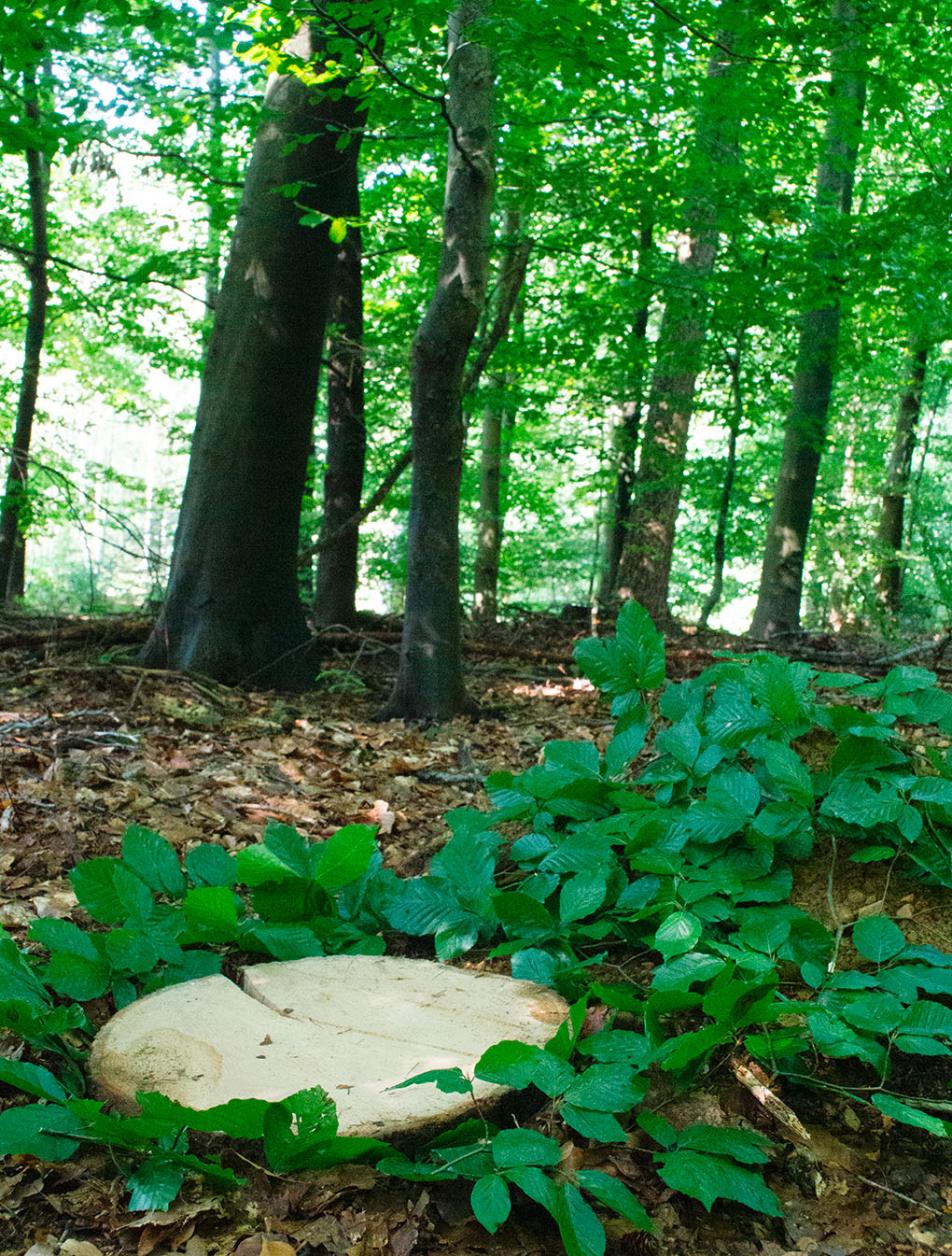 Mit seinem vielfältigen Nadelholzbestand von japanischer Lärche, amerikanischer Küstentanne sowie Rotfichte und Rotbuchen ist der Begräbniswald Kleebachtal ein zum Großteil immergrüner Wald.