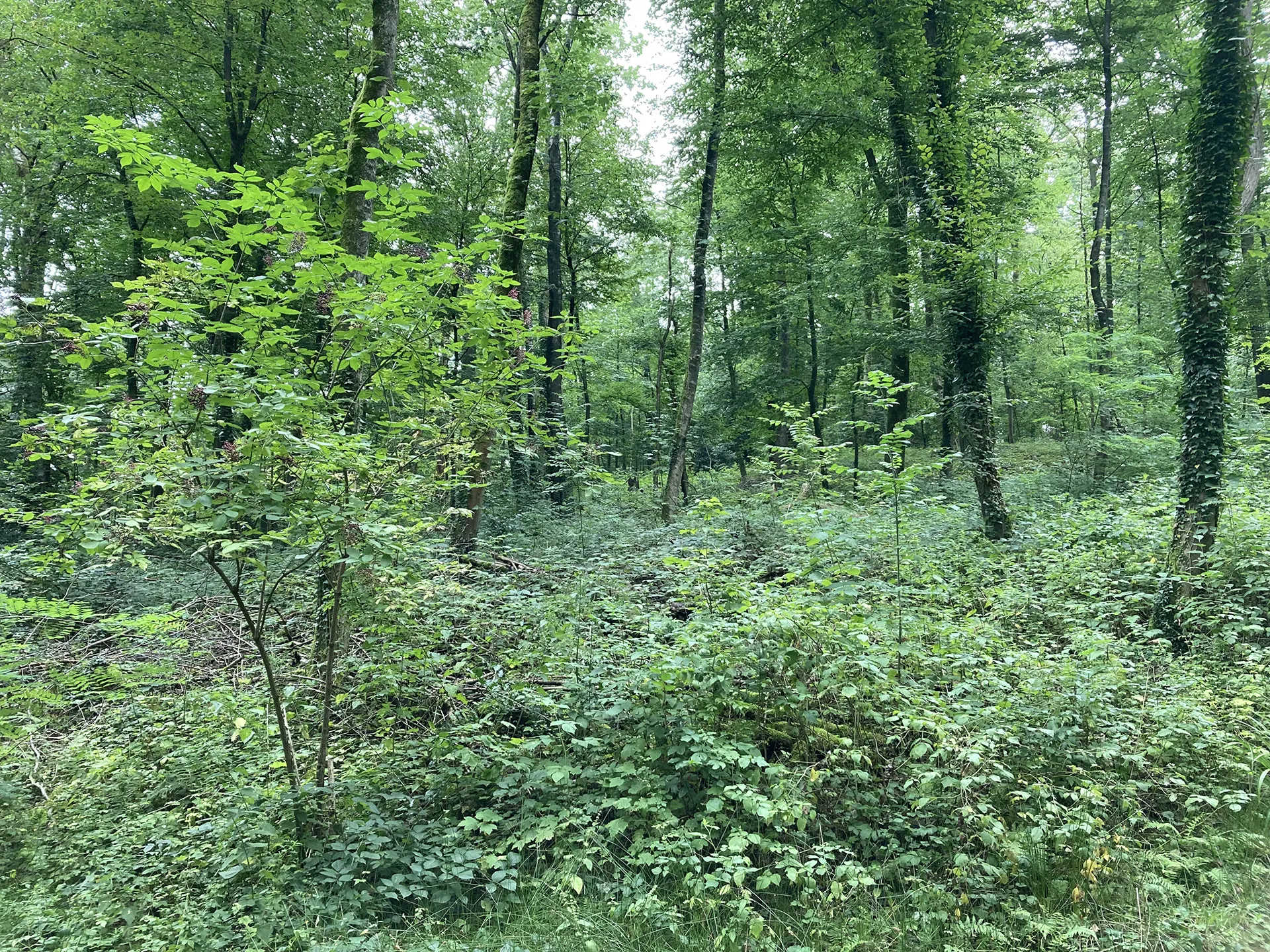 Baumbestattungsplatz unter Buchen im Begräbniswald Ehringhausen, Remscheid
