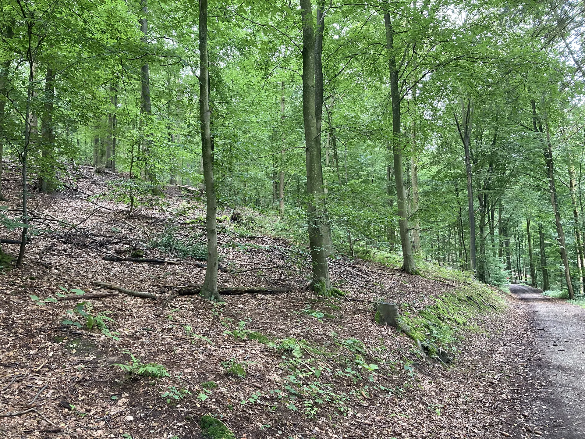 Waldweg zwischen Bestattungsbäumen im Begräbniswald Ehringhausen