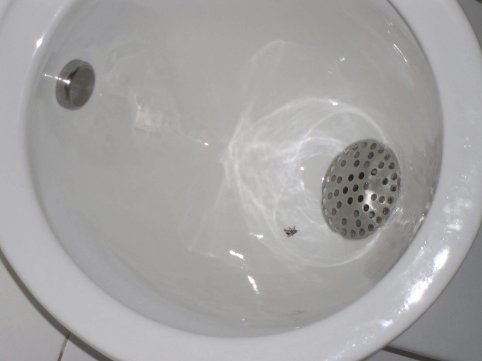 Cuvette de toilettes blanche contenant un peu d'eau avec un petit insecte flottant près de la grille de bouchon.