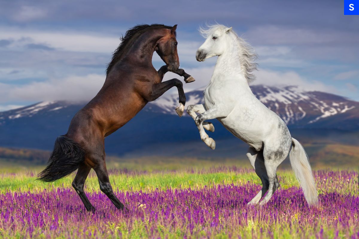 A brown horse and a white horse jumping towards each other in a field