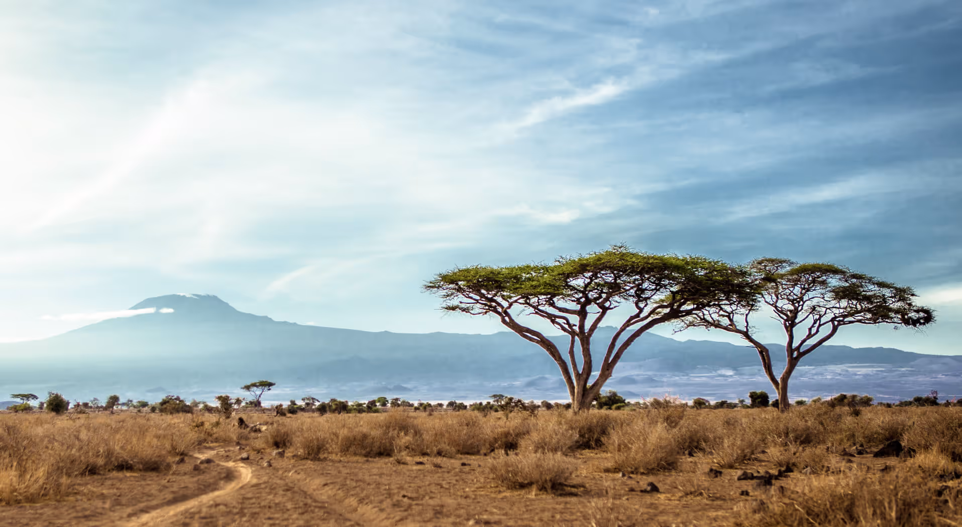 A couple of trees that are in the dirt.
