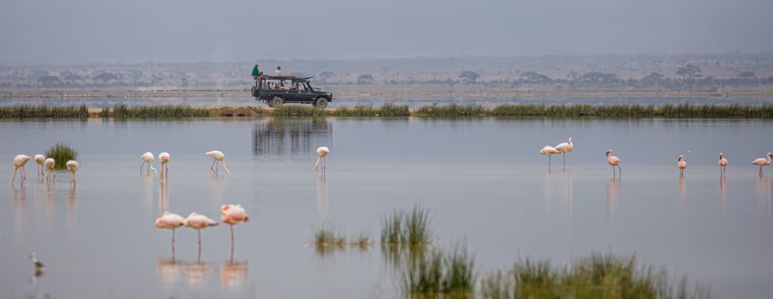 A group of flamingos are standing in the water.