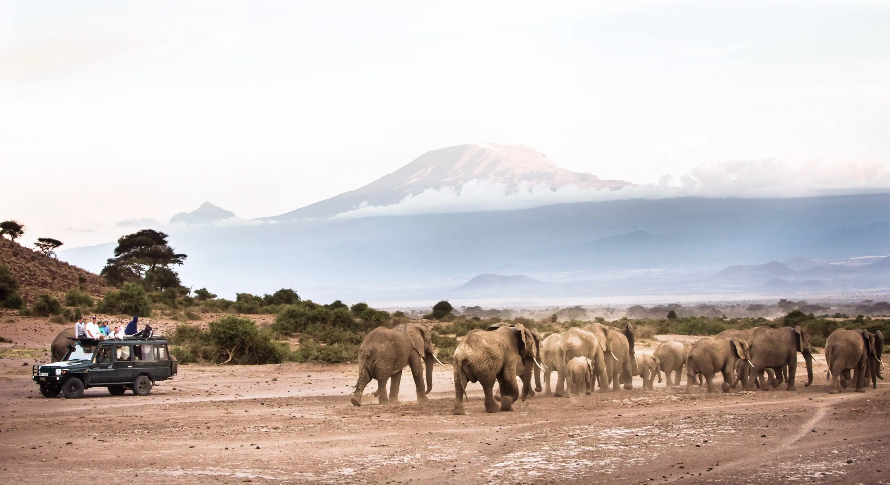 A herd of elephants walking across a dirt road.