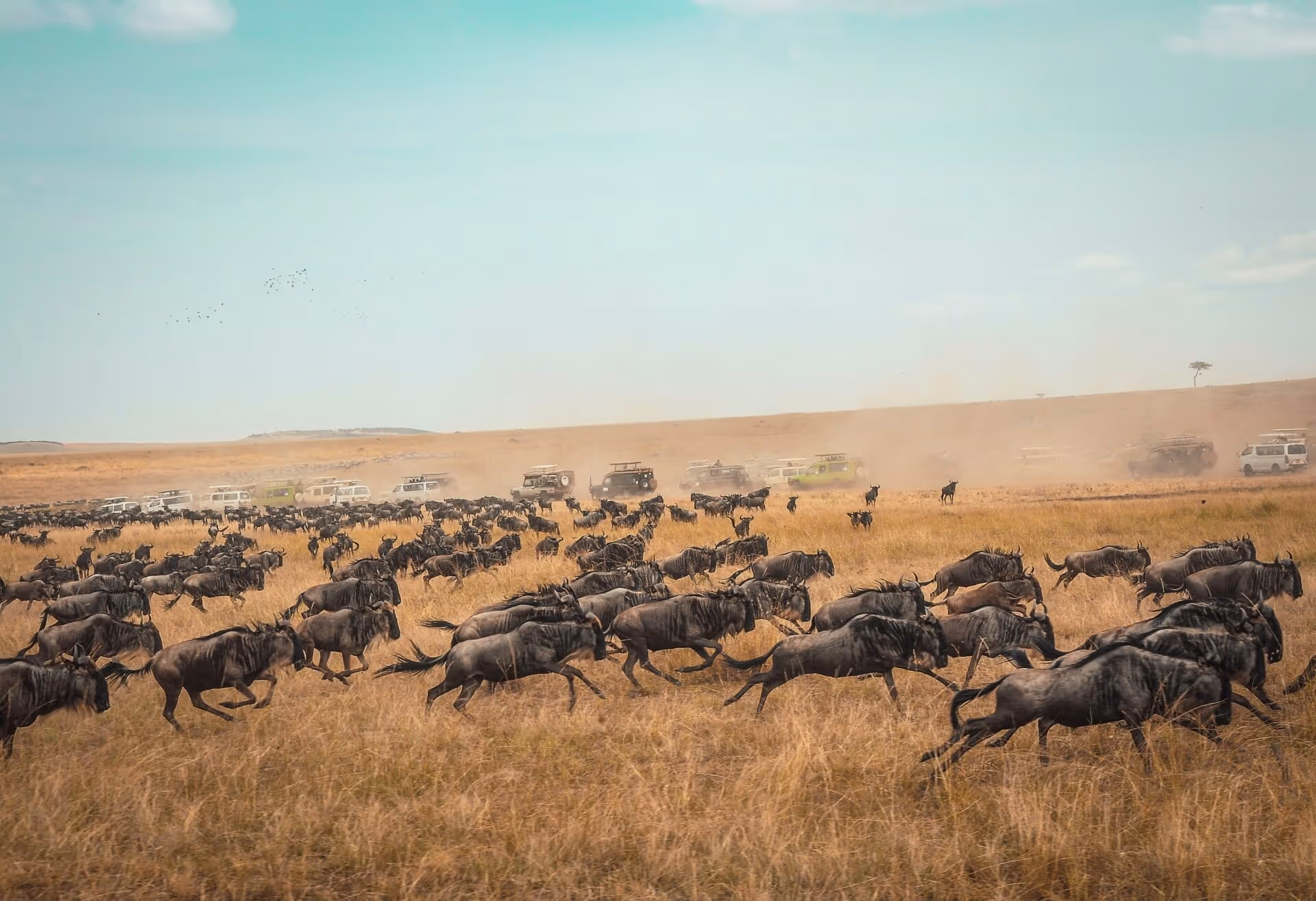 Wildebeest running in field